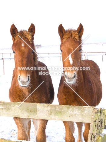 two Suffolk Punches behind fence