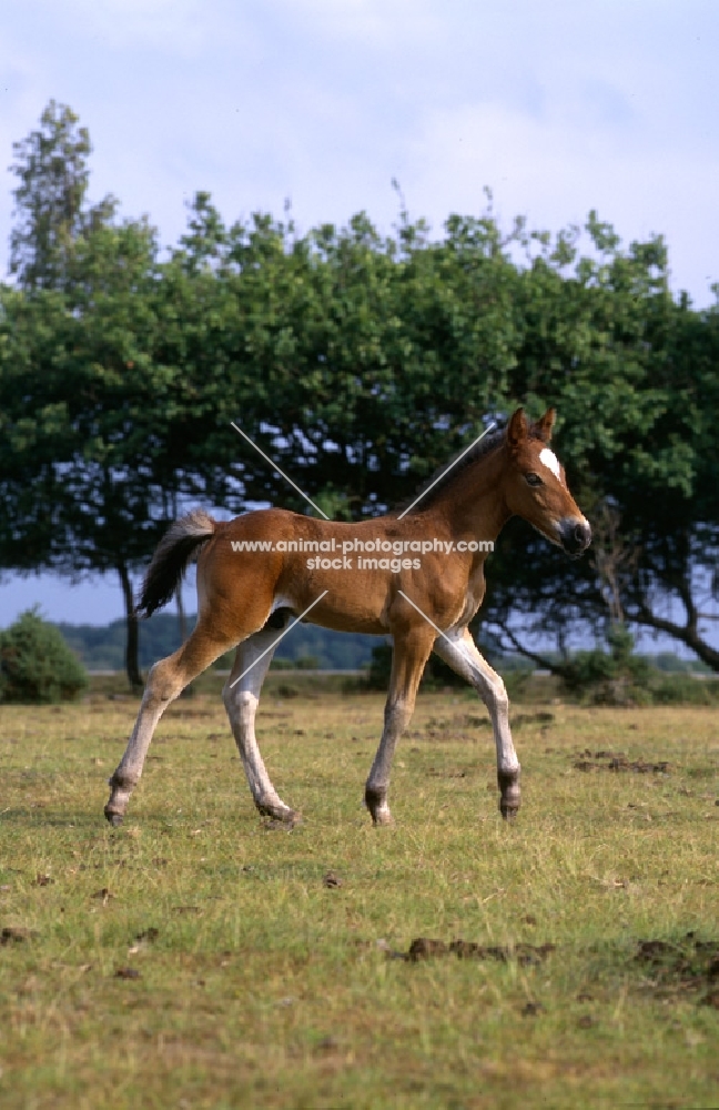 leggy new forest foal walking by in the new forest