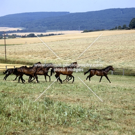 young trakehners at gestÃ¼t webelsgrund