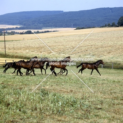 young trakehners at gestüt webelsgrund