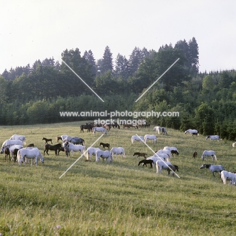 lipizzaner mares and foals at piber.