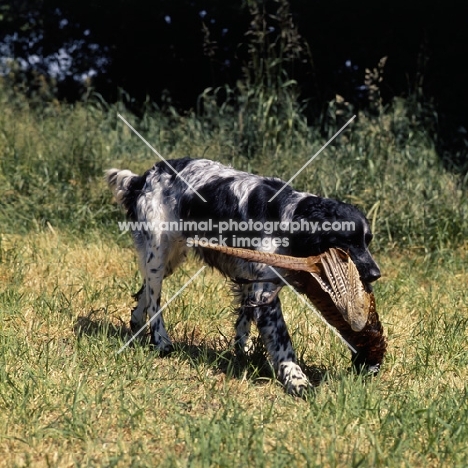 large munsterlander walking on grass retrieving  pheasant 