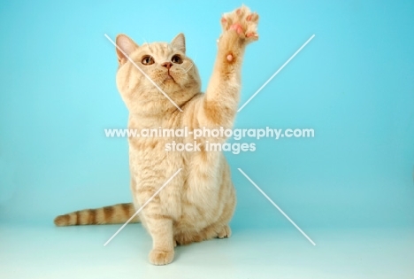 cream british shorthair cat reaching out