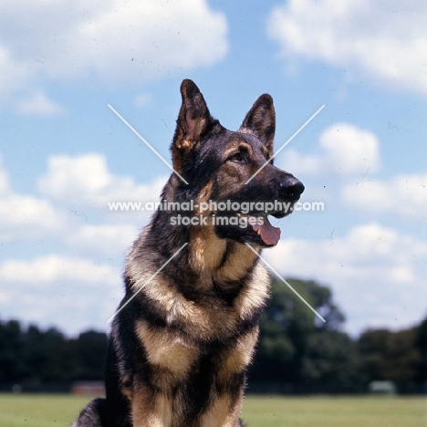international champion german shepherd dog portrait