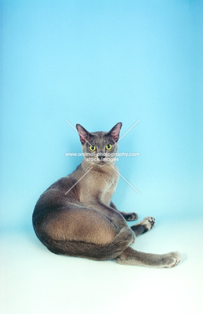 blue Burmese lying down