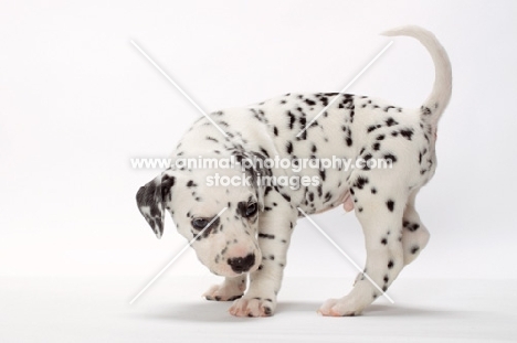 cute Dalmatian puppy