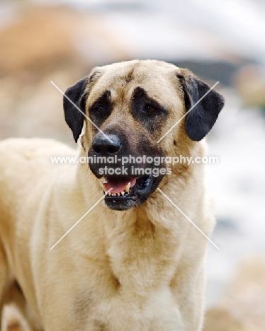 Anatolian Shepherd Dog portrait