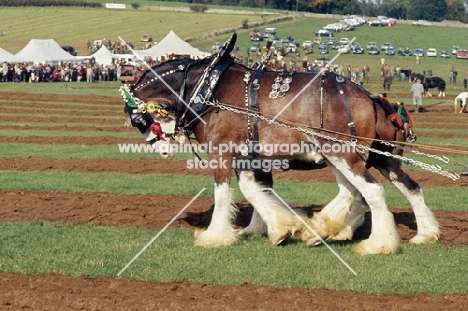 two Clydesdales in harness at ploughing competition