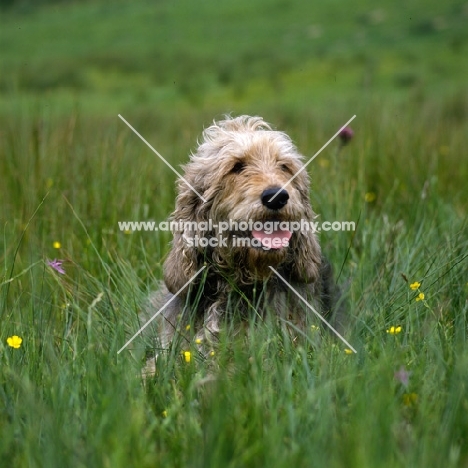 ch boravin oakleaf otterhound in long grass, head study 