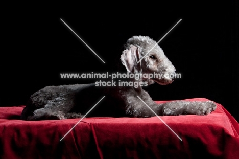 Bedlington Terrier lying on red blanket