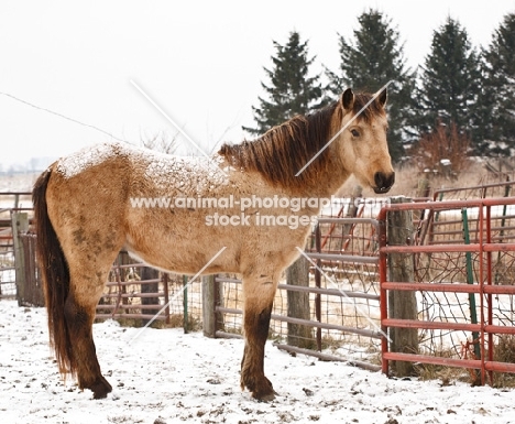 Morgan Horse in winter