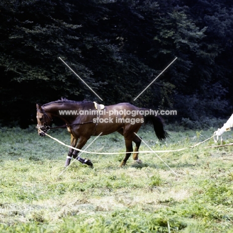 lunging a horse