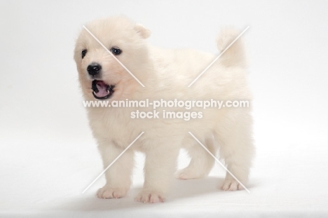 Samoyed puppy on white background