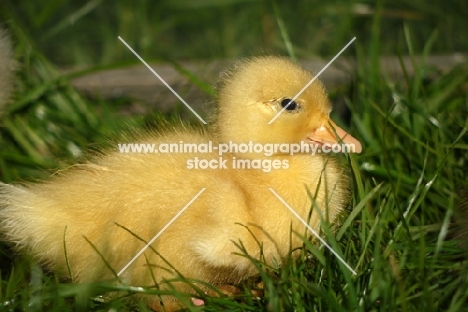 cute Call duckling