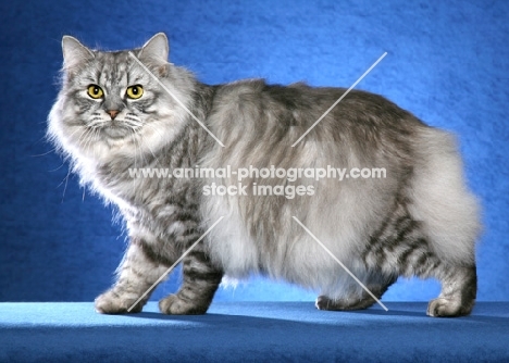 Cymric Cat on blue background, 11 month old Black SIlver Mackerel Tabby Cymric Male