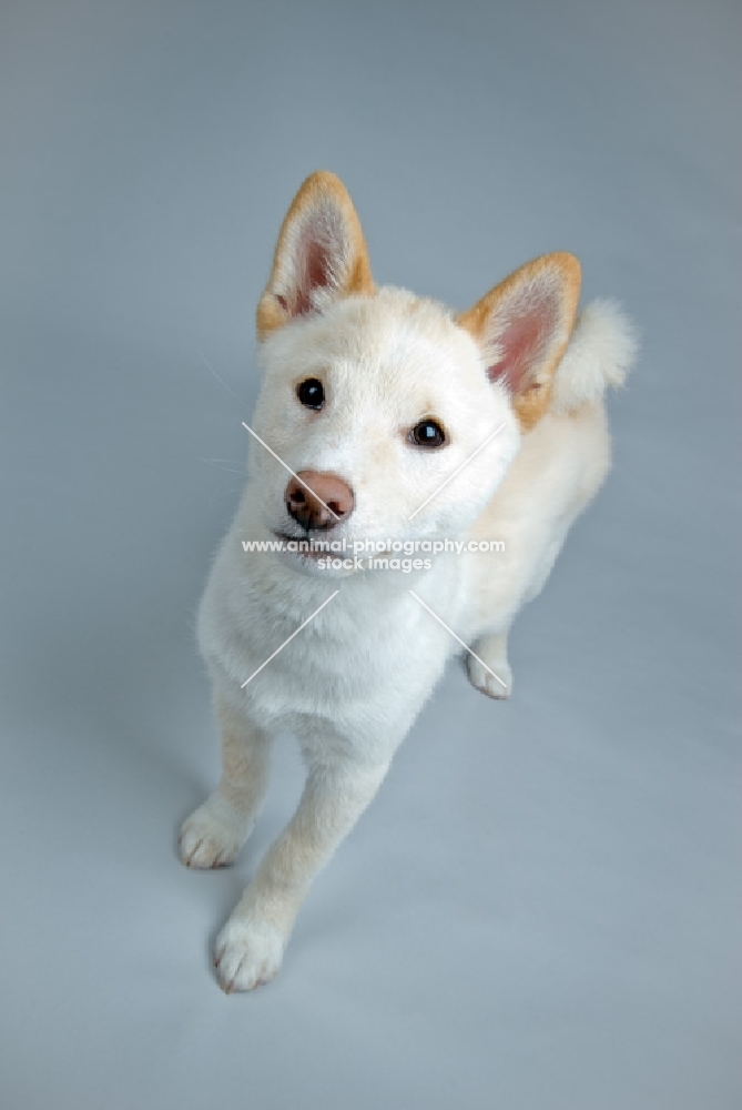 shiba inu looking up at camera