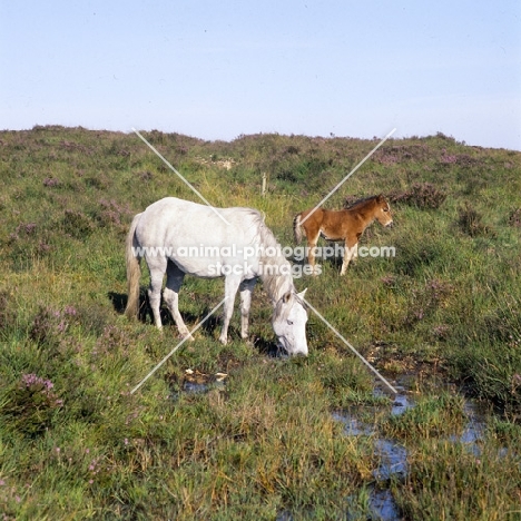 new forest pony,  grey mare and her foal in the forest 