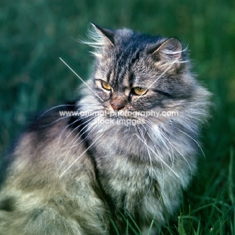 brown tabby long hair cat 