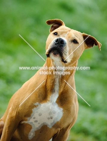 American Pit Bull Terrier