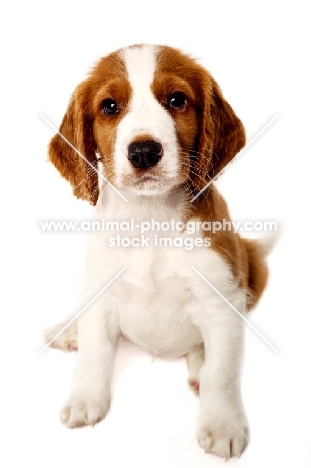 Welsh Springer Spaniel