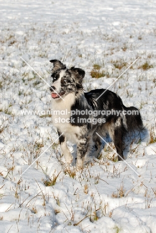 Australian Shepherd Dog standing in snow