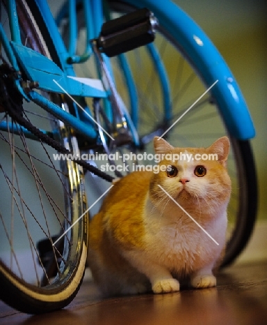 Scottish Fold Cat near blue bicycle