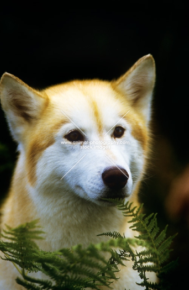 champion siberian husky, portrait