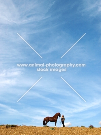 Welsh Cob (section d) in the distance