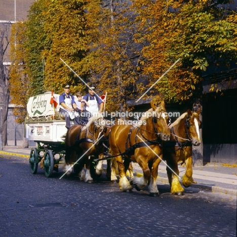 four jutland horses pulling a carlsberg brewers dray in copenhagen