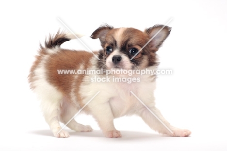 playful longhaired Chihuahua puppy on white background