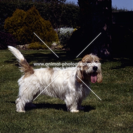 jomil rolande a cochise, basset griffon vendeen (petit) standing on grass