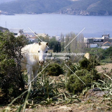 skyros pony mare looking round a bush on skyros island, greece