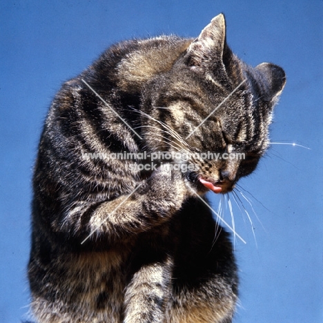 tabby cat washing