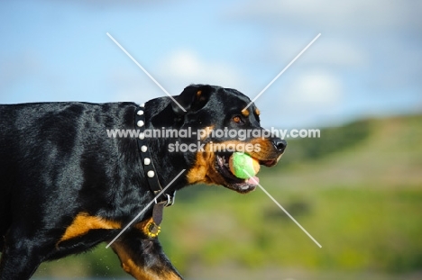 Rottweiler retrieving ball