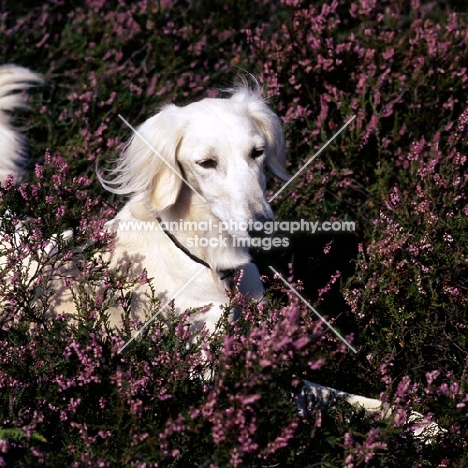 ch burydown emma, Saluki lying in heather.