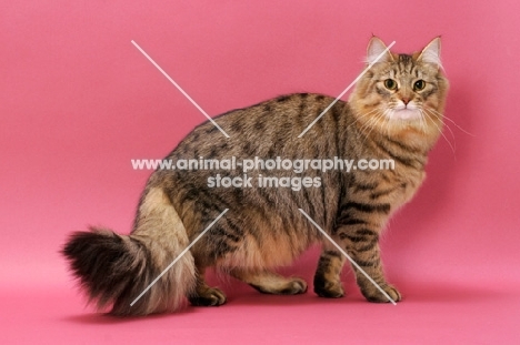 Brown Mackerel Tabby Norwegian Forest Cat
