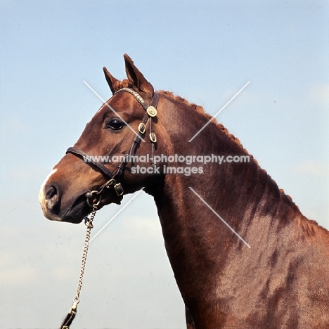 the hale friday, welsh pony  (section b) stallion, head study