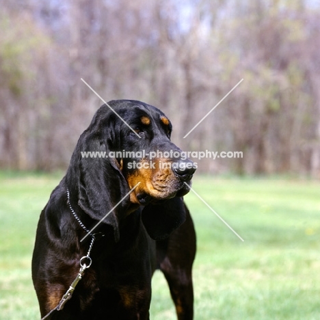 richland's merrie maudella, black and tan coonhound on lead