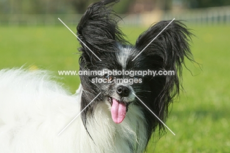 Papillon portrait