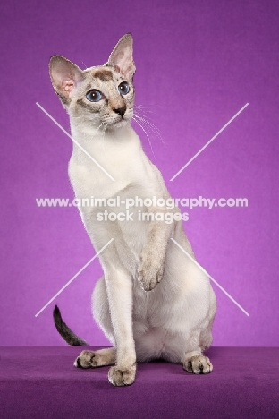 Siamese cat on light purple background