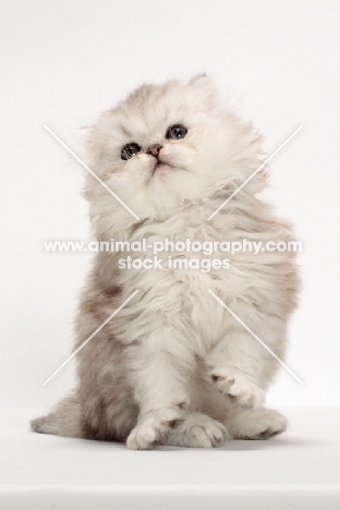 Chinchilla Silver Persian kitten, looking up