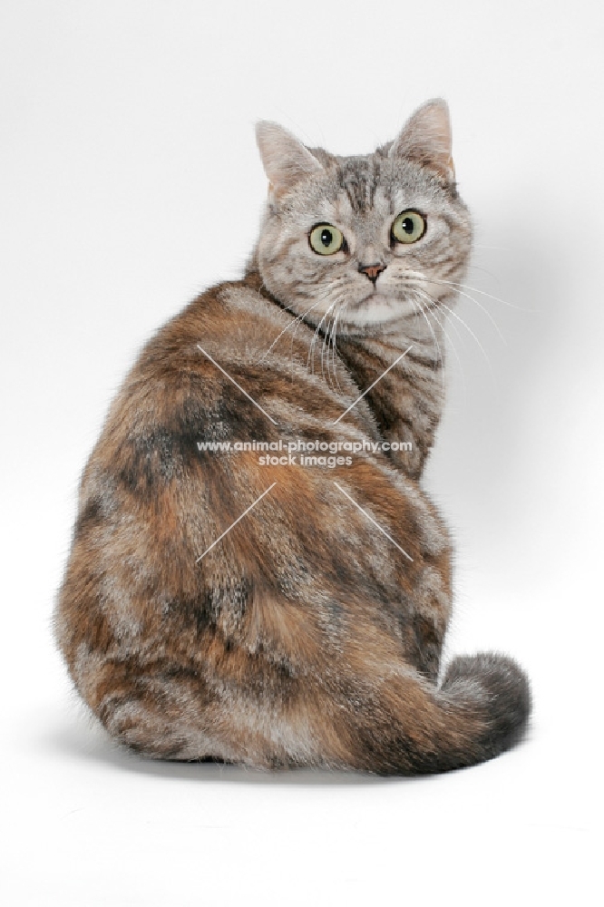 American Shorthair cat, Silver Classic Torbie colour, back view