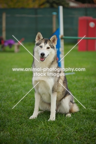 alaskan malamute mix sitting in a training field