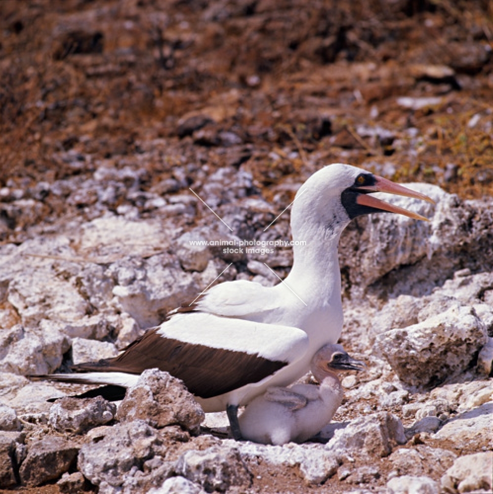 masked booby mother protecting chick, daphne island, galapagos islands