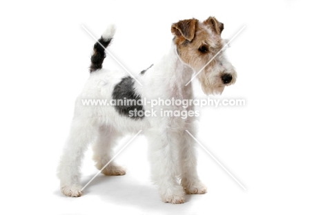 young wirehaired fox terrier on white background