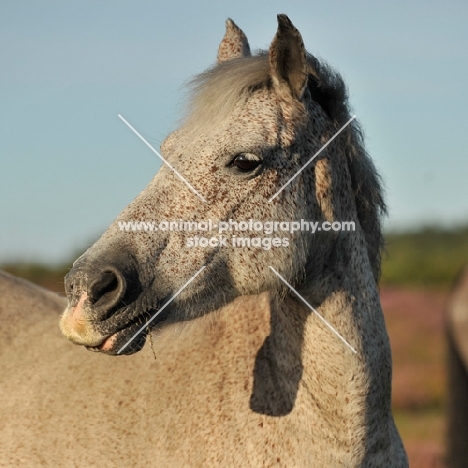 horse portrait