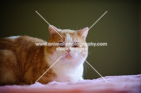 Scottish Fold cat lying down. 