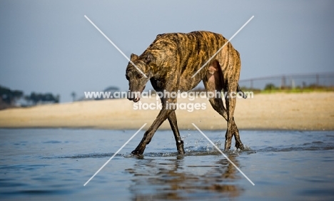 brindle Greyhound walking through water