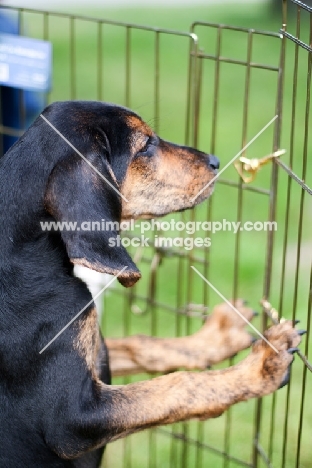 Plott Hound puppy