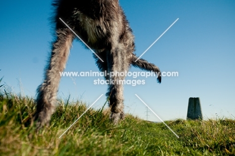 Deerhound low angle